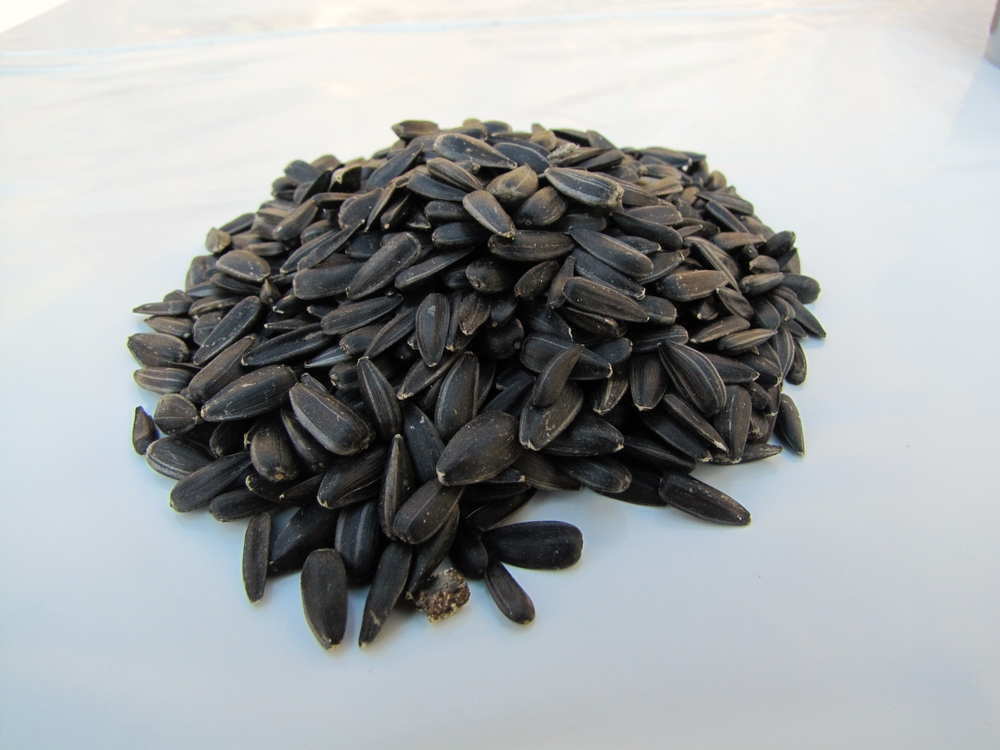 Sonnenblumenkerne schwarz, 5kg  