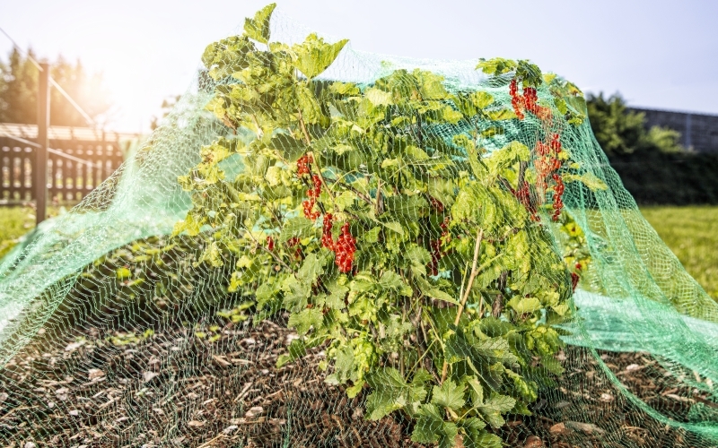 Vogelschutz-Netz RATIONAL 8x8m WINDHAGER HANDELSGESELLSCHAFT Vogelschutz-Netz RATIONAL 8x8m